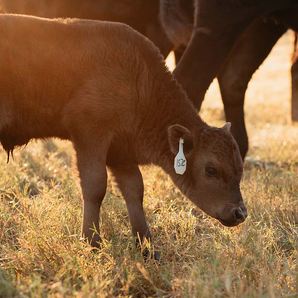 calf