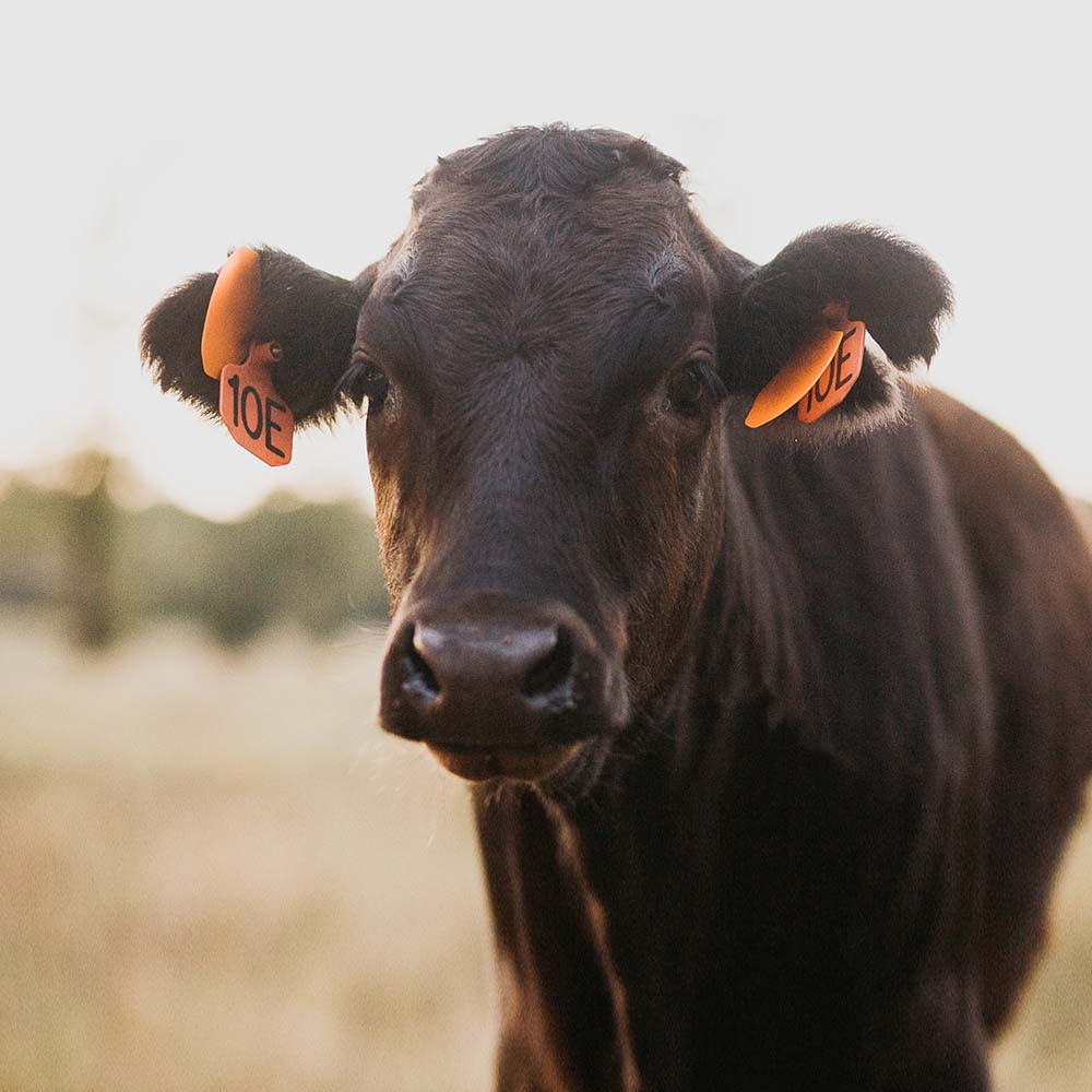 genetics-cow